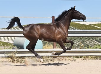 PRE, Stallion, 4 years, 15 hh, Black