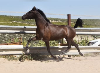 PRE, Stallion, 4 years, 15 hh, Black