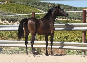 PRE, Stallion, 4 years, 15 hh, Black