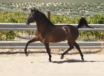 PRE, Stallion, 4 years, 15 hh, Black