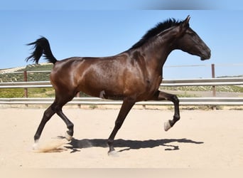 PRE, Stallion, 4 years, 15 hh, Black