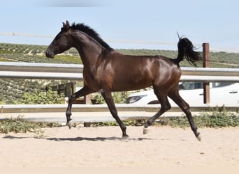 PRE, Stallion, 4 years, 15 hh, Black