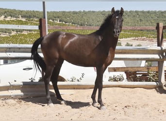 PRE, Stallion, 4 years, 15 hh, Black