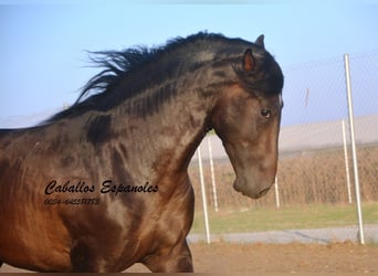 PRE, Stallion, 4 years, 15,1 hh, Bay-Dark