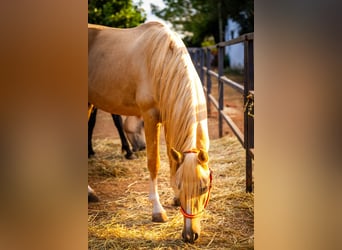 PRE, Stallion, 4 years, 15,1 hh, Palomino
