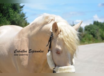 PRE, Stallion, 4 years, 15,1 hh, Palomino