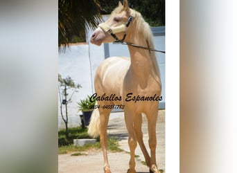 PRE, Stallion, 4 years, 15,1 hh, Palomino