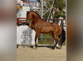 PRE Mix, Stallion, 4 years, 15,2 hh, Bay
