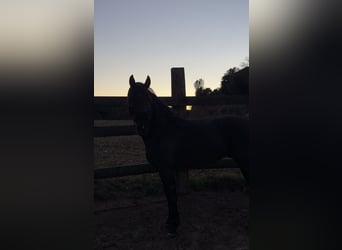 PRE Mix, Stallion, 4 years, 15,2 hh, Black