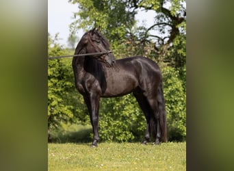 PRE Mix, Stallion, 4 years, 15,2 hh, Black