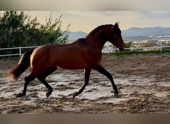 PRE, Stallion, 4 years, 15,2 hh, Brown
