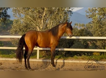 PRE, Stallion, 4 years, 15,2 hh, Brown
