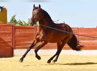 PRE, Stallion, 4 years, 15,2 hh, Brown