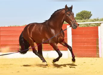 PRE, Stallion, 4 years, 15,2 hh, Brown