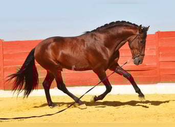 PRE, Stallion, 4 years, 15,2 hh, Brown