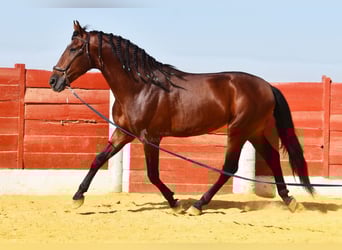 PRE, Stallion, 4 years, 15,2 hh, Brown