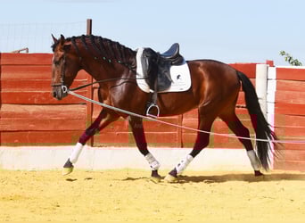 PRE, Stallion, 4 years, 15,2 hh, Brown