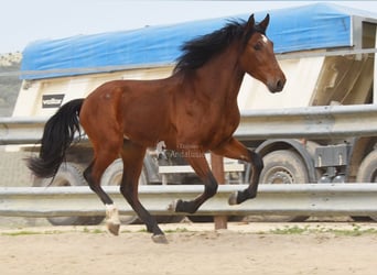 PRE, Stallion, 4 years, 15,2 hh, Brown