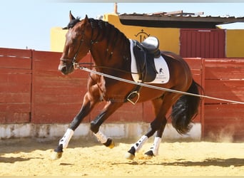 PRE, Stallion, 4 years, 15,2 hh, Brown