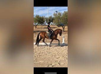 PRE Mix, Stallion, 4 years, 15,2 hh, Brown-Light