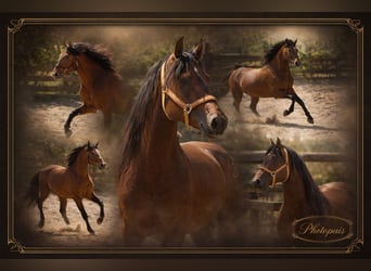 PRE Mix, Stallion, 4 years, 15,2 hh, Brown-Light