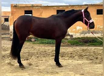 PRE Mix, Stallion, 4 years, 15,2 hh, Brown