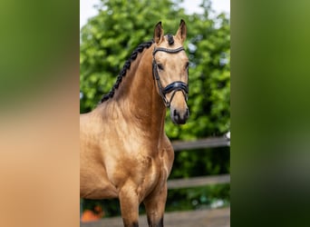 PRE Mix, Stallion, 4 years, 15,2 hh, Buckskin