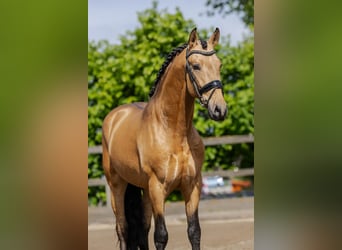 PRE Mix, Stallion, 4 years, 15,2 hh, Buckskin
