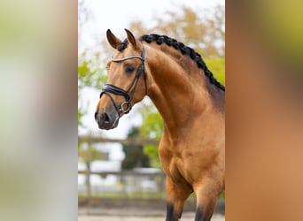 PRE Mix, Stallion, 4 years, 15,2 hh, Buckskin