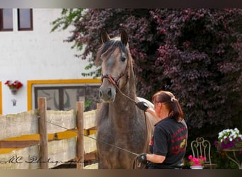 PRE, Stallion, 4 years, 15,2 hh, Can be white