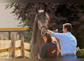 PRE, Stallion, 4 years, 15,2 hh, Can be white