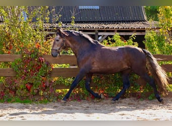 PRE, Stallion, 4 years, 15,2 hh, Can be white