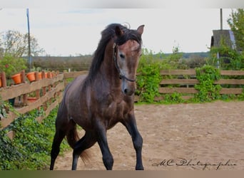 PRE, Stallion, 4 years, 15,2 hh, Can be white