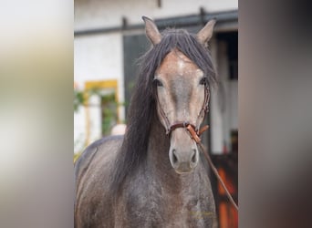 PRE, Stallion, 4 years, 15,2 hh, Can be white