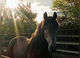 PRE, Stallion, 4 years, 15,2 hh, Can be white