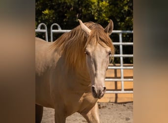 PRE Mix, Stallion, 4 years, 15,2 hh, Champagne