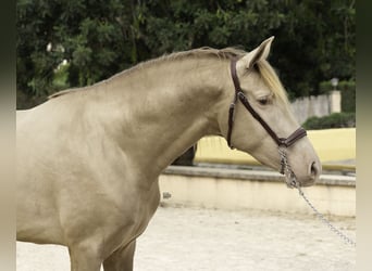 PRE Mix, Stallion, 4 years, 15,2 hh, Champagne