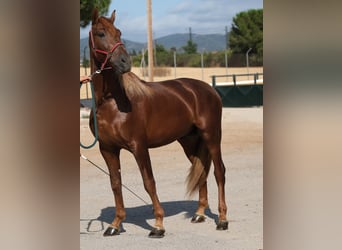 PRE Mix, Stallion, 4 years, 15,2 hh, Chestnut-Red