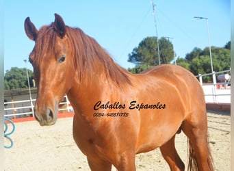 PRE Mix, Stallion, 4 years, 15,2 hh, Chestnut-Red