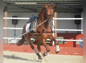 PRE Mix, Stallion, 4 years, 15,2 hh, Chestnut-Red