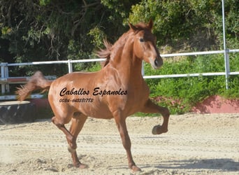 PRE Mix, Stallion, 4 years, 15,2 hh, Chestnut-Red