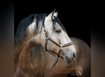 PRE Mix, Stallion, 4 years, 15,2 hh, Dun