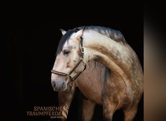 PRE Mix, Stallion, 4 years, 15,2 hh, Dun