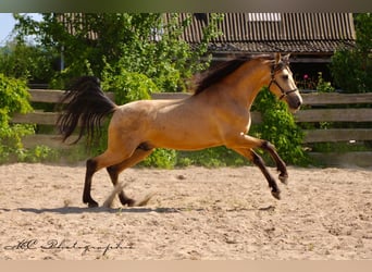 PRE Mix, Stallion, 4 years, 15,2 hh, Dun