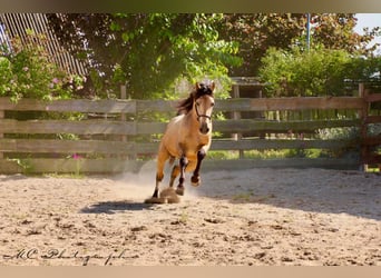 PRE Mix, Stallion, 4 years, 15,2 hh, Dun