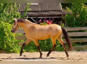 PRE Mix, Stallion, 4 years, 15,2 hh, Dun