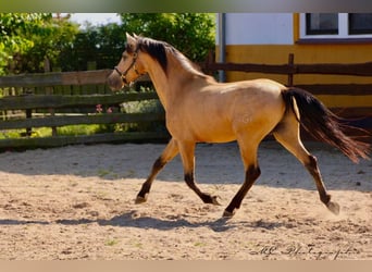 PRE Mix, Stallion, 4 years, 15,2 hh, Dun