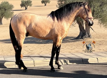 PRE, Stallion, 4 years, 15,2 hh, Dun