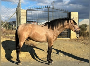 PRE Mix, Stallion, 4 years, 15,2 hh, Dun