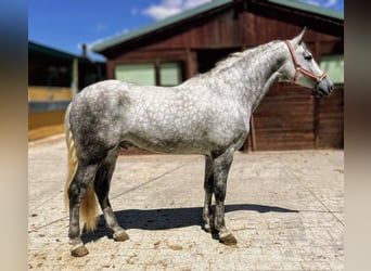 PRE Mix, Stallion, 4 years, 15,2 hh, Grey-Dapple
